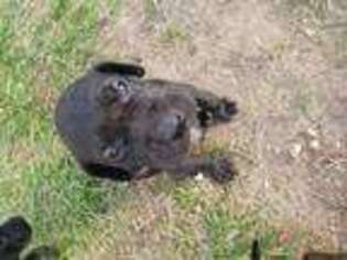 Great Dane Puppy for sale in Sumner, MI, USA