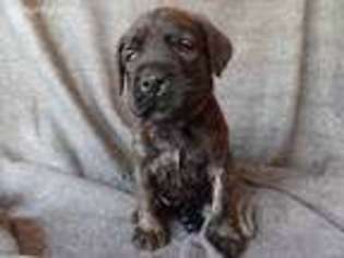 Mastiff Puppy for sale in Buffalo, MO, USA