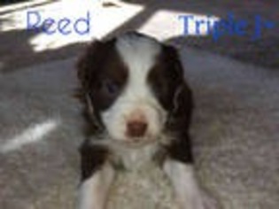 Miniature Australian Shepherd Puppy for sale in Delavan, WI, USA