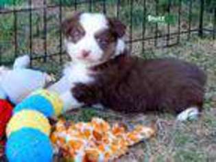 Australian Shepherd Puppy for sale in Kingman, AZ, USA