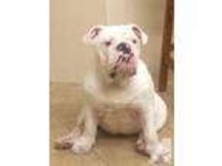 Bulldog Puppy for sale in ORLANDO, FL, USA