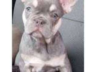French Bulldog Puppy for sale in Sumner, TX, USA
