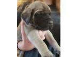 Mastiff Puppy for sale in Ramona, CA, USA