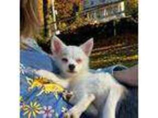 Chihuahua Puppy for sale in Fitchburg, MA, USA