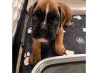 Boxer Puppy for sale in Prosser, WA, USA