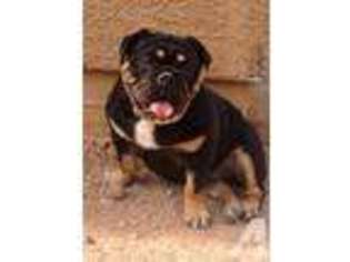 Bulldog Puppy for sale in TUCSON, AZ, USA