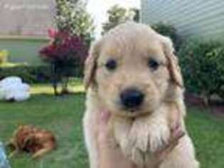 Golden Retriever Puppy for sale in Gray, GA, USA