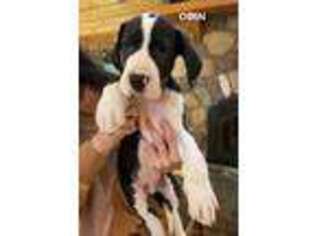 Great Dane Puppy for sale in Lowville, NY, USA