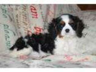 Cavalier King Charles Spaniel Puppy for sale in Viola, AR, USA