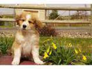 Great Pyrenees Puppy for sale in Walla Walla, WA, USA
