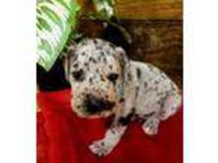 Great Dane Puppy for sale in Greenwich, NJ, USA