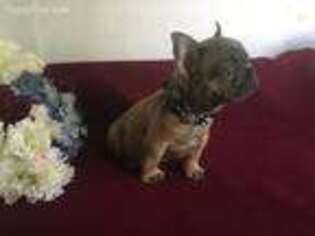 French Bulldog Puppy for sale in Indianola, IA, USA