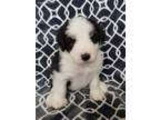 Old English Sheepdog Puppy for sale in Loveland, CO, USA