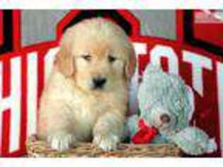 Golden Retriever Puppy for sale in Canton, OH, USA