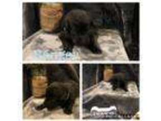 Labrador Retriever Puppy for sale in Center, TX, USA