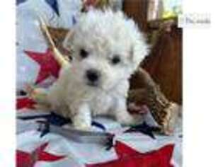 Bichon Frise Puppy for sale in Springfield, MO, USA