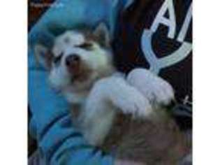 Siberian Husky Puppy for sale in Brooksville, FL, USA