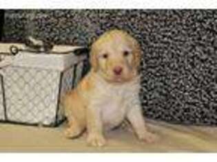 Labradoodle Puppy for sale in El Dorado Springs, MO, USA