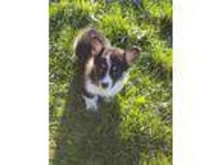 Pembroke Welsh Corgi Puppy for sale in La Center, WA, USA