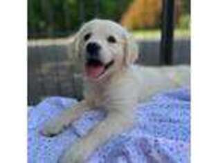 Golden Retriever Puppy for sale in Bethany, CT, USA