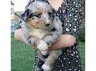 Miniature Australian Shepherd Puppy for sale in Jamul, CA, USA