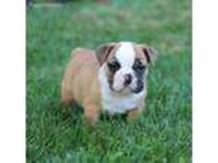 Bulldog Puppy for sale in Gallipolis, OH, USA