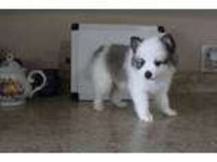 Pomeranian Puppy for sale in Fennimore, WI, USA