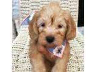 Labradoodle Puppy for sale in Prosper, TX, USA