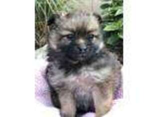 Pomeranian Puppy for sale in Lititz, PA, USA