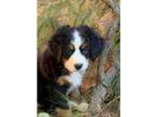 Bernese Mountain Dog Puppy for sale in Mead, OK, USA