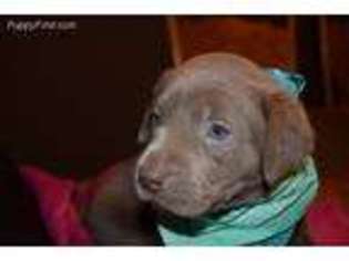 Labrador Retriever Puppy for sale in Tompkinsville, KY, USA