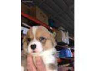 Pembroke Welsh Corgi Puppy for sale in Swedesboro, NJ, USA