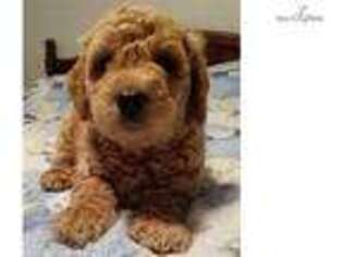 Labradoodle Puppy for sale in Myrtle Beach, SC, USA