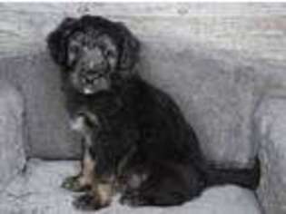 Mutt Puppy for sale in Pella, IA, USA