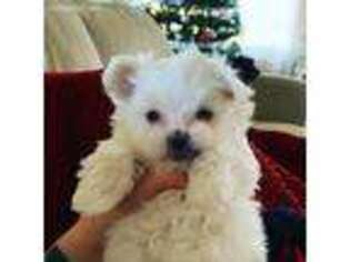 Maltese Puppy for sale in Wolfforth, TX, USA