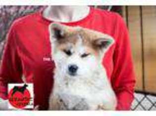 Akita Puppy for sale in New York, NY, USA