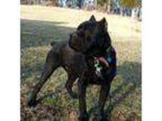 Cane Corso Puppy for sale in Maysville, WV, USA