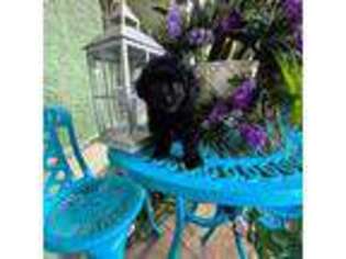 Mutt Puppy for sale in Wesley Chapel, FL, USA
