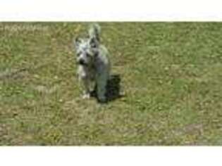 Cairn Terrier Puppy for sale in Orlando, FL, USA