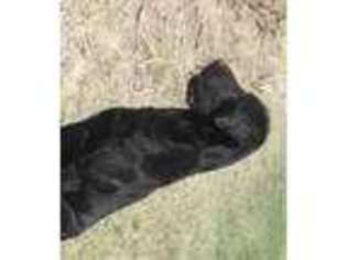 Labrador Retriever Puppy for sale in Kensington, KS, USA