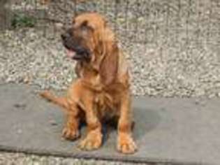 Bloodhound Puppy for sale in Millbury, MA, USA