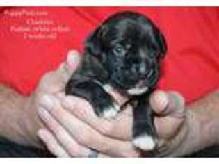Boxer Puppy for sale in Freeland, WA, USA