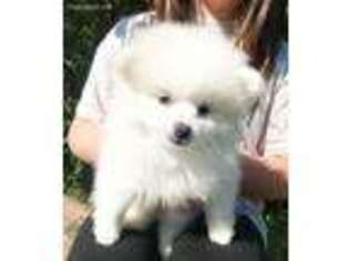 Pomeranian Puppy for sale in Bagley, MN, USA