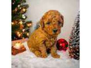 Mutt Puppy for sale in Carthage, MO, USA