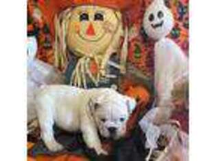 Bulldog Puppy for sale in Lebanon, MO, USA