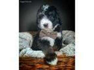 Mutt Puppy for sale in Parma, MI, USA