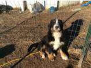 Bernese Mountain Dog Puppy for sale in Wright City, MO, USA