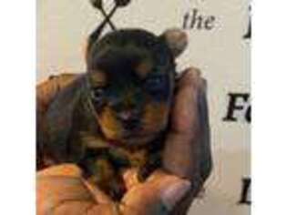 Yorkshire Terrier Puppy for sale in Ruskin, FL, USA
