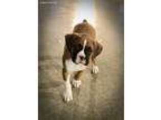 Boxer Puppy for sale in Apple Creek, OH, USA