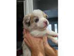 Mutt Puppy for sale in Belmont, MI, USA